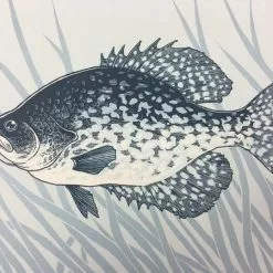 Black Crappie (Pomoxis Nigromaculatus) - 2015 Justin Santora Poster Art Print