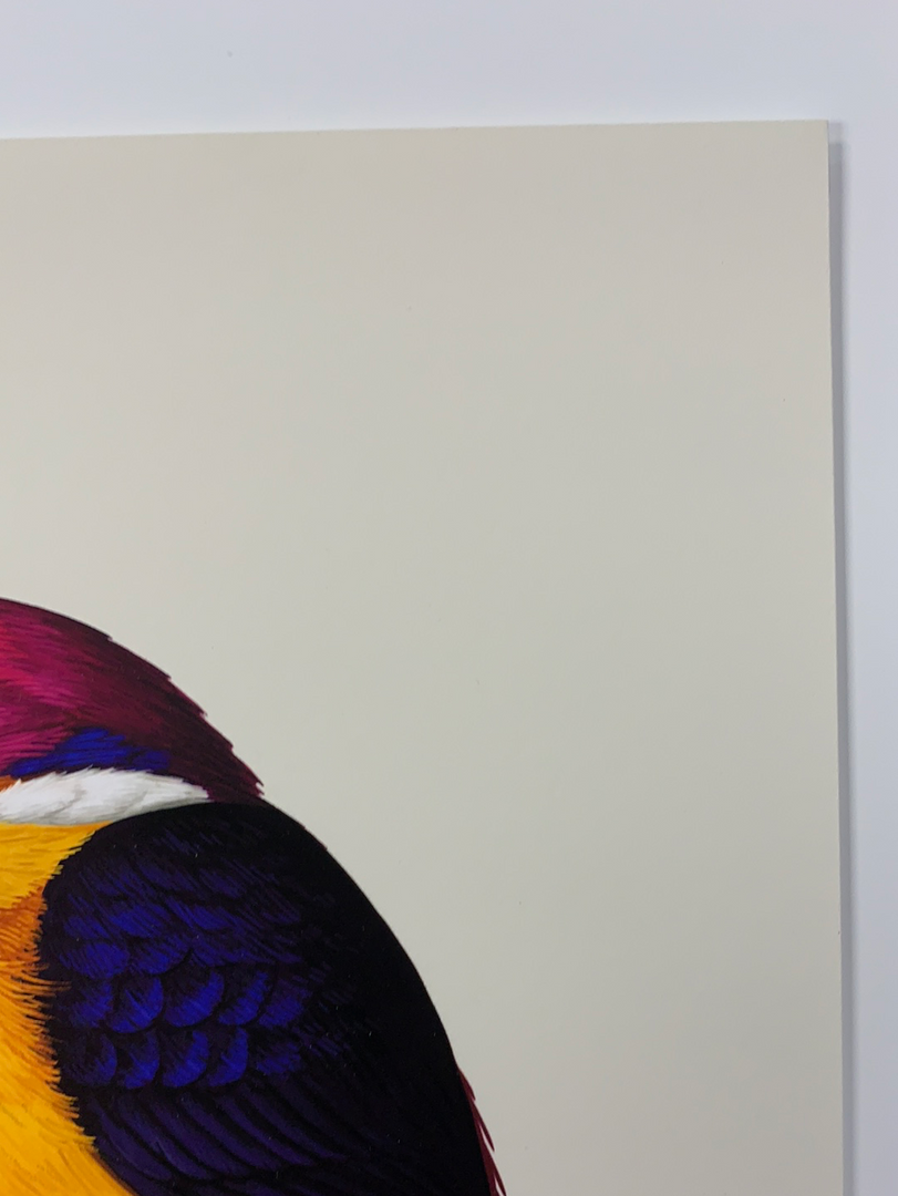 Fat Bird - 2020 Mike Mitchell Poster Rufous-Backed Dwarf Kingfisher 1st Art Prints 6 Fat Bird - 2020 Mike Mitchell Poster Rufous-Backed Dwarf Kingfisher 1st Art Prints