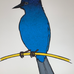 Steller's Jay - 2010 Jay Ryan Art Print Art Prints
