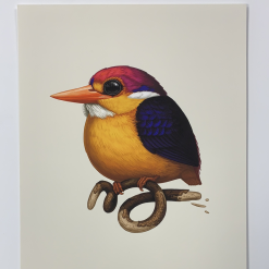 Fat Bird - 2020 Mike Mitchell Poster Rufous-Backed Dwarf Kingfisher 1st Art Prints