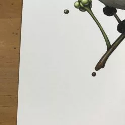 Fat Bird - 2017 Mike Mitchell Poster Himalayan Bulbul Art Prints