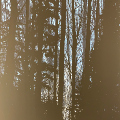 A Night In The Forest - 2010 Dan McCarthy Poster Art Print