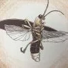 Common Firefly (Photinus Pyralis) - 2015 Justin Santora Poster Art Print 1 Common Firefly (Photinus Pyralis) - 2015 Justin Santora Poster Art Print