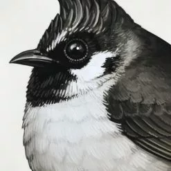 Fat Bird - 2017 Mike Mitchell Poster Himalayan Bulbul Art Prints