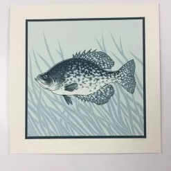 Black Crappie (Pomoxis Nigromaculatus) - 2015 Justin Santora Poster Art Print
