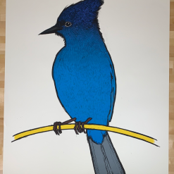 Steller's Jay - 2010 Jay Ryan Art Print Art Prints