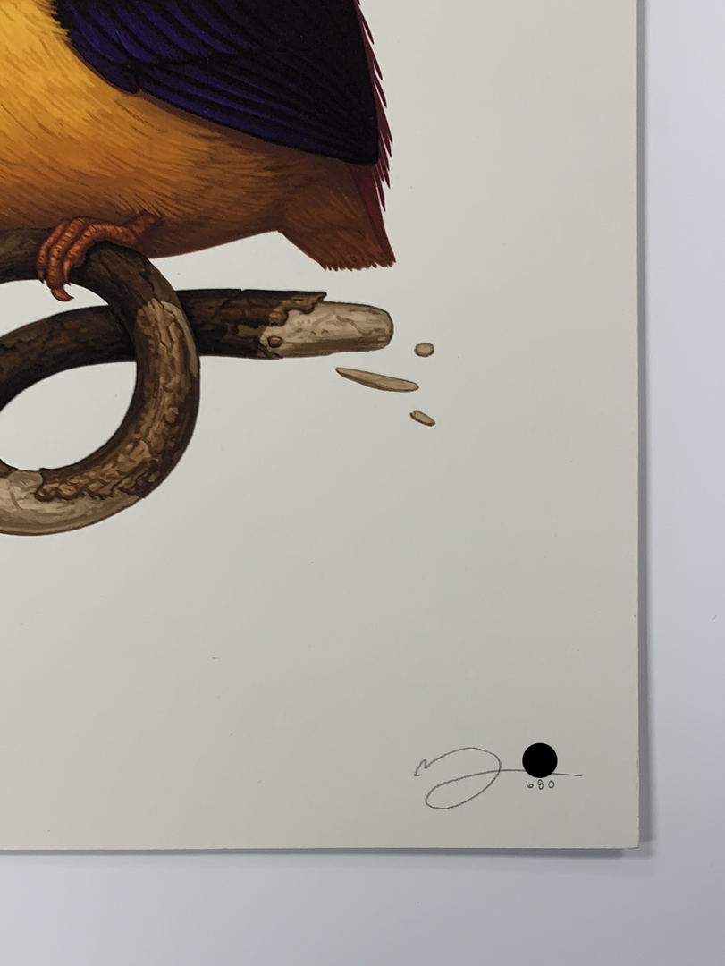 Fat Bird - 2020 Mike Mitchell Poster Rufous-Backed Dwarf Kingfisher 1st Art Prints 7 Fat Bird - 2020 Mike Mitchell Poster Rufous-Backed Dwarf Kingfisher 1st Art Prints