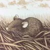 Brown Rat (Rattus Norvegicus) - 2015 Justin Santora Poster Art Print