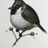 Fat Bird - 2017 Mike Mitchell Poster Himalayan Bulbul Art Prints
