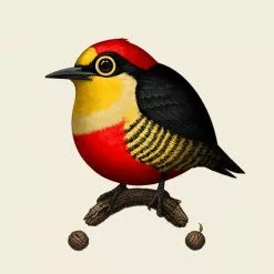 Art Prints Fat Bird - 2020 Mike Mitchell Poster Yellow Fronted Woodpecker 1st